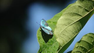 230607　0826　ｵｵﾐﾄﾞﾘｼｼﾞﾐ　湘南